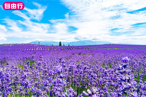 花樣北疆12 ‧自由行｜薰衣草花海x可可托海x那拉提草原x賽里木湖x禾木村x喀納斯湖